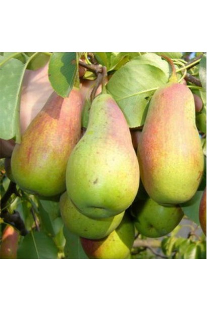 Груша Киргизька зимова на дереві з великими плодами